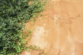 Green fern leaves on old cement wall, Vintage color effect styl Royalty Free Stock Photo