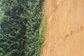 Green fern leaves on old cement wall, Vintage color effect styl Royalty Free Stock Photo