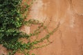 Green fern leaves on old cement wall, Vintage color effect styl Royalty Free Stock Photo