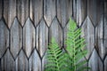 Green fern leaves on old wooden house wall background Royalty Free Stock Photo