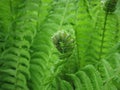 Green fern leaves.