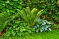 Green fern leaves and plants growing in a lush botanical garden or park in the sun and fresh air outdoors in spring Royalty Free Stock Photo