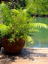 Green fern leaves in the round terra cotta pot decoration on the wooden terrace near the riverside. Royalty Free Stock Photo