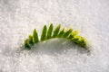 green fern leaves in snow. Royalty Free Stock Photo