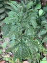 Green fern leaves with spots orang bumps texture is growing in the summer