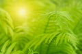 Green fern leaves in sunlight. Beautiful nature background. Selective soft focus Royalty Free Stock Photo