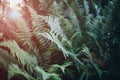 Green fern leaves in sunlight, soft focus. Beautiful natural background Royalty Free Stock Photo