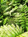 green fern leaves texture Royalty Free Stock Photo