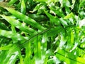 green fern leaves texture Royalty Free Stock Photo