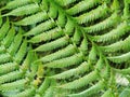 green fern leaves texture Royalty Free Stock Photo