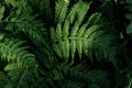 Green fern leaves texture background. Nature concept Royalty Free Stock Photo