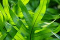 Green fern leaves texture Royalty Free Stock Photo