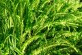 Green fern leaves texture background in a sunny summer day Royalty Free Stock Photo
