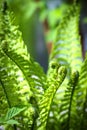 Green fern leaves Royalty Free Stock Photo