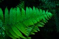 Green fern leaves with a water drops close-up Royalty Free Stock Photo