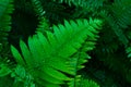 Green fern leaves with a water drops close-up Royalty Free Stock Photo