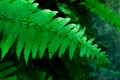 Green fern leaves with water drops Royalty Free Stock Photo