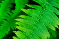 Green fern leaves with water drops close-up Royalty Free Stock Photo