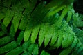 Green fern leaves with water drops close-up Royalty Free Stock Photo