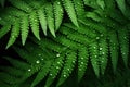 Green fern leaves with water drops, close up. Natural background Royalty Free Stock Photo