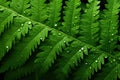 Green fern leaves with water drops, close up. Natural background Royalty Free Stock Photo