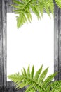 Green fern leaves on the wooden background Royalty Free Stock Photo