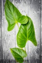 Green fern leaves on the wooden background Royalty Free Stock Photo