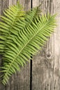 Green fern leaves on wooden dark background Royalty Free Stock Photo