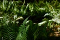 Green fern leaves in woods, fresh foliage natural backdrop. Polypodiaceae forest