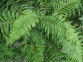 fern plant leaves Royalty Free Stock Photo