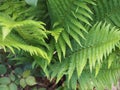 fern plant leaves background Royalty Free Stock Photo