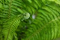 Green fern. Macro shot.