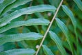 Green fern nature spring nature relax wallpaper background