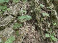 Green fern on old gray stones with moss. Old tree bark. Royalty Free Stock Photo