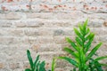 Green fern on old vintage brick wall surface for background Royalty Free Stock Photo