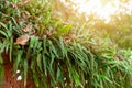 Green fern parasite plant moss glow over top roof