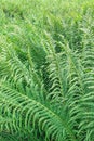 Green fern pattern. background of green fern leaves Royalty Free Stock Photo