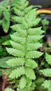 Green fern photograph