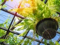 Green fern plant in black pot hanging in greenhouse Royalty Free Stock Photo