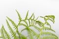 Green fern plant Royalty Free Stock Photo