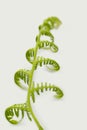 Green fern plant on bright background Royalty Free Stock Photo