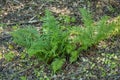 Green fern plant Royalty Free Stock Photo