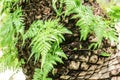 green fern plant growning on old body palm tree Royalty Free Stock Photo