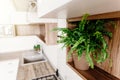 Green fern plant ion shelf. Kitchen design in modern scandinavia