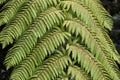 Green fern plant leaf in nature photo Royalty Free Stock Photo