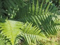 green fern plant leaves Royalty Free Stock Photo