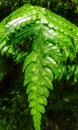 Green Fern plant picture