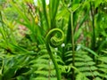 Green fern plant in school garden
