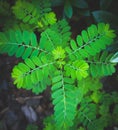 Green fern plant with small leaves