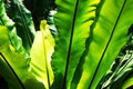 green fern plant texture Royalty Free Stock Photo